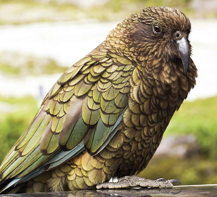 Close up of a kea, a green coloured bird native to Aotearoa, New Zealand.